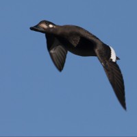 /album/glommennatur/svarta1-jpg1/