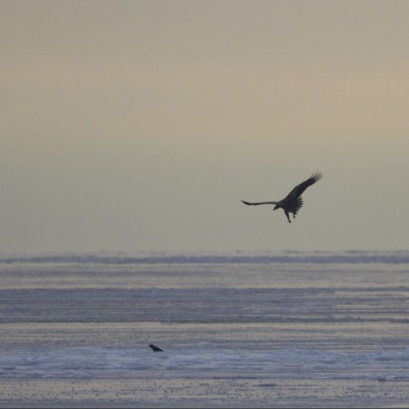 Havsörn  Foto: Sven-Olof Martinsson