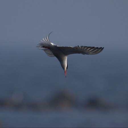 Fisktärna  Foto: Kerstin Martinsson