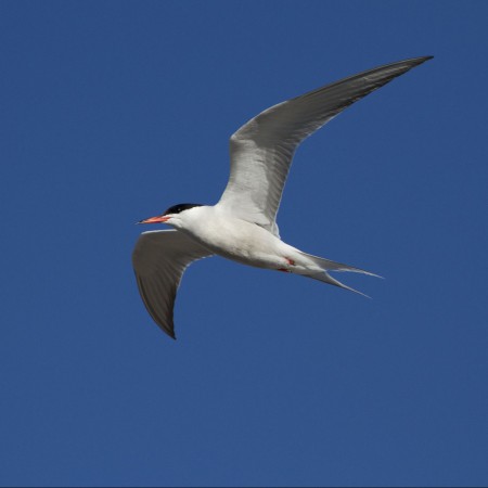 Fisktärna  Foto: Kerstin Martinsson