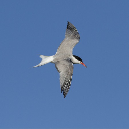 Fisktärna  Foto: Kerstin Martinsson