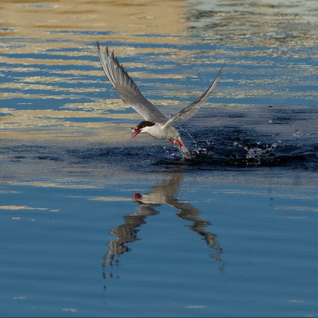 Fisktärna  Foto: Kerstin Martinsson