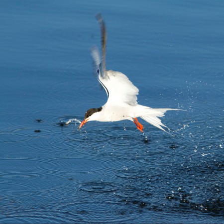 Fisktärna  Foto: Kerstin Martinsson