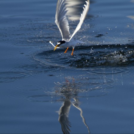 Småtärna Foto:Sven-Olof Martinsson