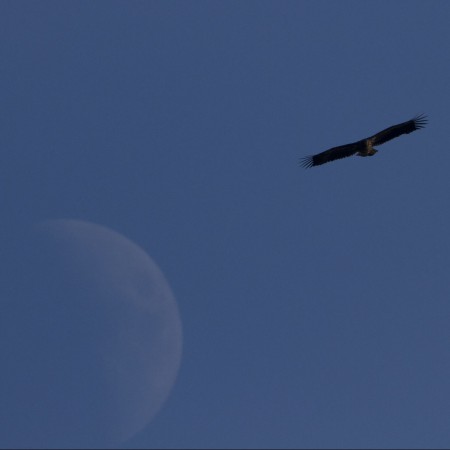 Havsörn  Foto:Sven-Olof Martinsson