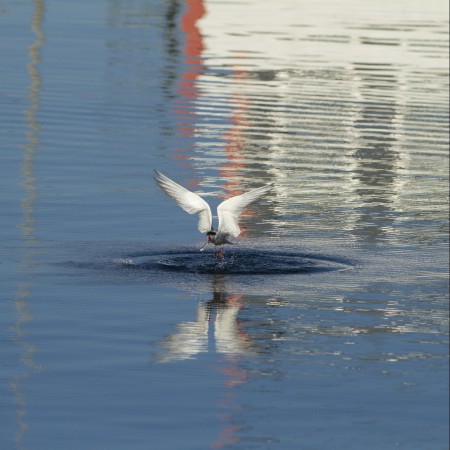 Fisktärna Foto:Kerstin Martinsson