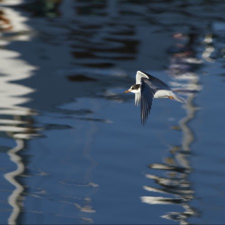 Fisktärna Foto:Kerstin Martinsson