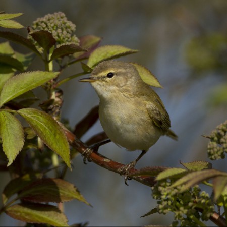 Lövsångare, Morup Tånges fyr Foto:Sven-Olof Martinsson
