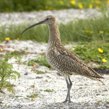 Storspov Foto:Sven-Olof Martinsson