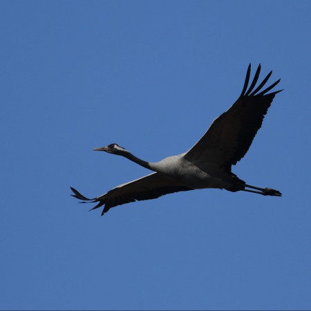 Trana Foto:Sven-Olof Martinsson