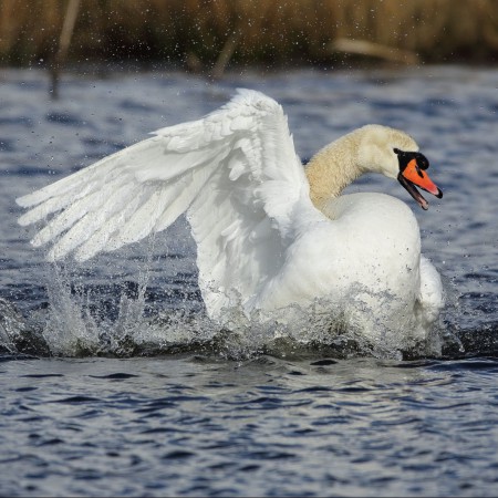 Knölsvan Foto:Sven-Olof Martinsson