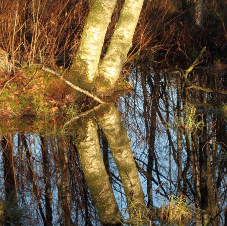 Björkar Foto:Kerstin Martinsson