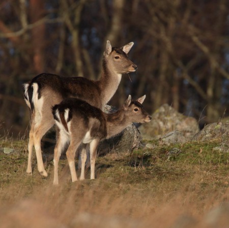Dovhjort Foto:Kerstin Martinsson