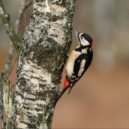 Större hackspett Foto:Kerstin Martinsson