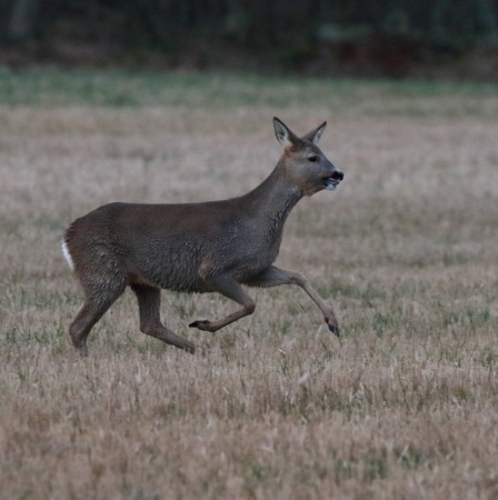 Rådjur Foto:Kerstin Martinsson