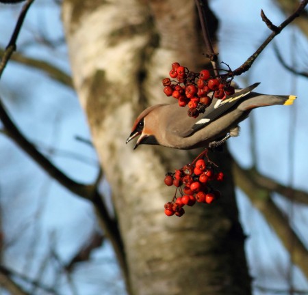 Sidensvans Foto:Kerstin Martinsson