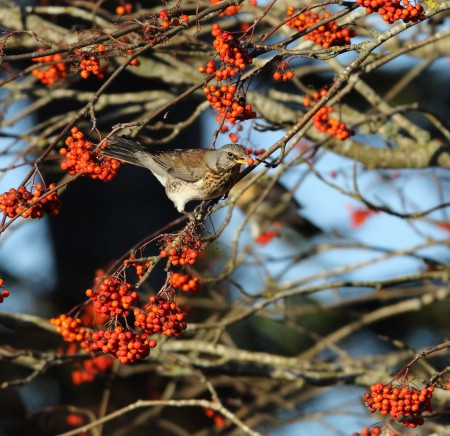Björktrast  Foto:Sven-Olof Martinsson