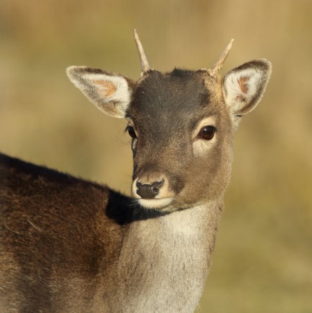 Dovhjort  Foto:Sven-Olof Martinsson