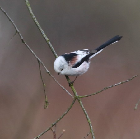 Stjärtmes  Foto:Sven-Olof Martinsson