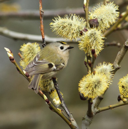 Kungsfågel Foto:Kerstin Martinsson