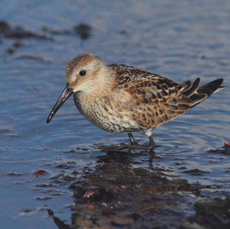 Kärrsnäppa  Foto:Kerstin Martinsson