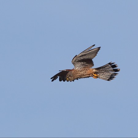 Tornfalk  Foto:Sven-Olof Martinsson