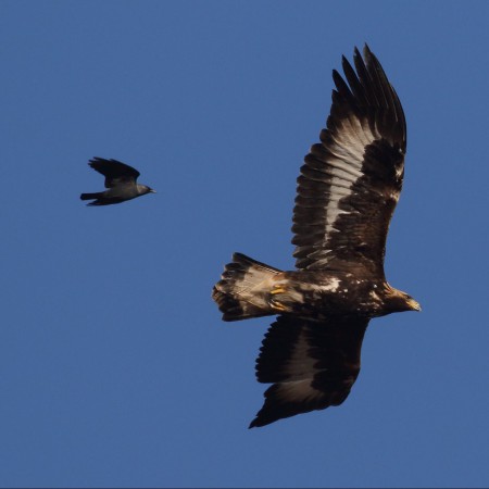 Kungsörn Foto: Kerstin Martinsson