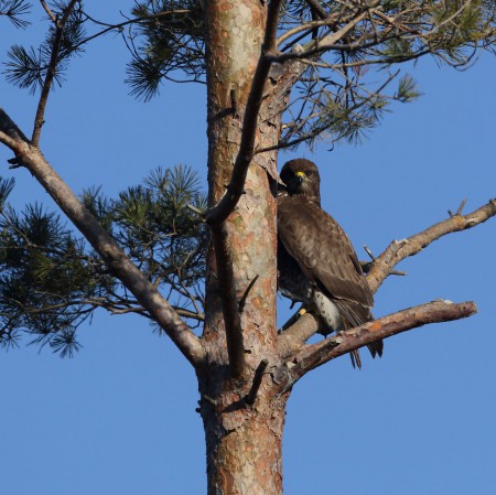 Ormvråk Foto: Sven-Olof Martinsson (upptäckt)
