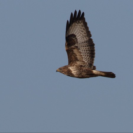 Ormvråk Foto: Kerstin Martinsson