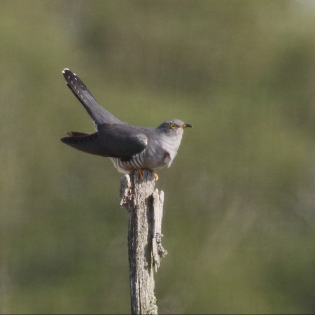Gök  Foto: Kerstin Martinsson