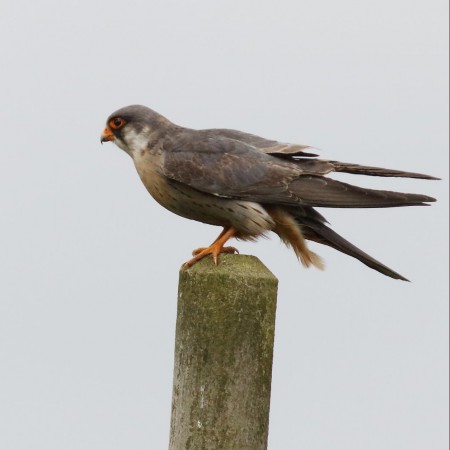 Aftonfalk Foto:Sven-Olof Martinsson