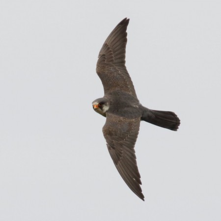 Aftonfalk Foto:Kerstin Martinsson