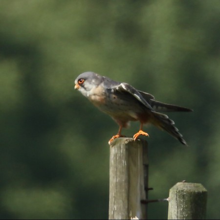 Aftonfalk Foto:Kerstin Martinsson