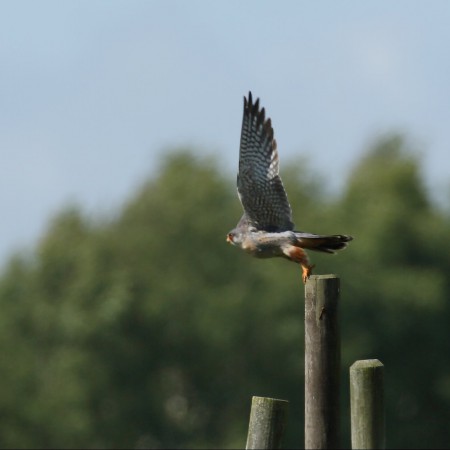 Aftonfalk Foto:Kerstin Martinsson