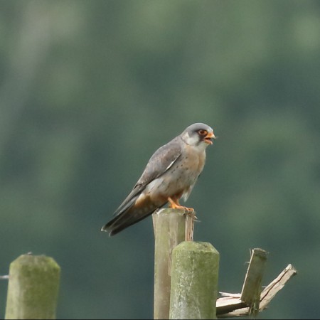 Aftonfalk Foto:Sven-Olof Martinsson