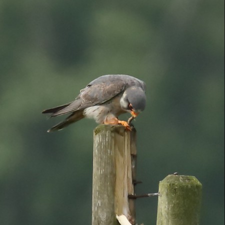 Aftonfalk Foto:Sven-Olof Martinsson