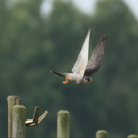 Aftonfalk Foto:Sven-Olof Martinsson