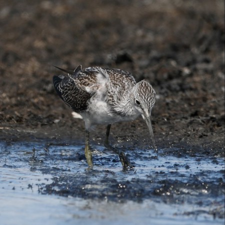 Gluttsnäppa Foto: Sven-Olof Martinsson