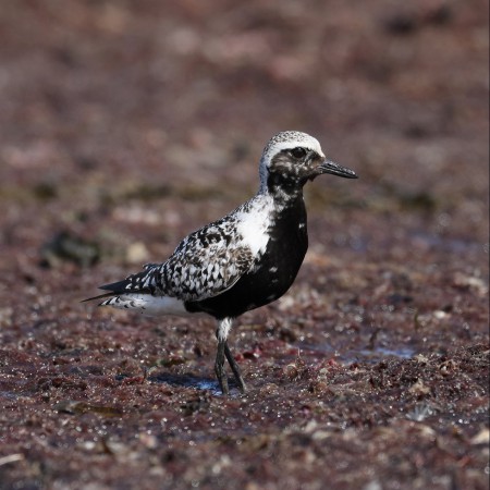 Kustpipare Foto: Sven-Olof Martinsson