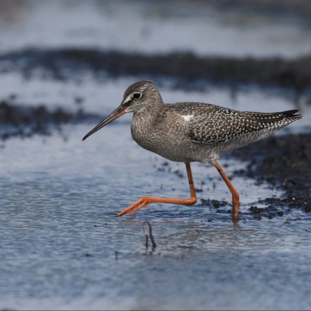 Svartsnäppa Foto: Sven-Olof Martinsson