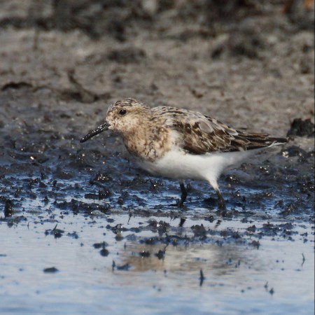 Sandlöpare Foto: Kerstin Martsinsson
