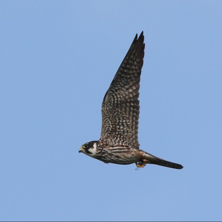 Lärkfalk Foto: Sven-Olof Martinsson