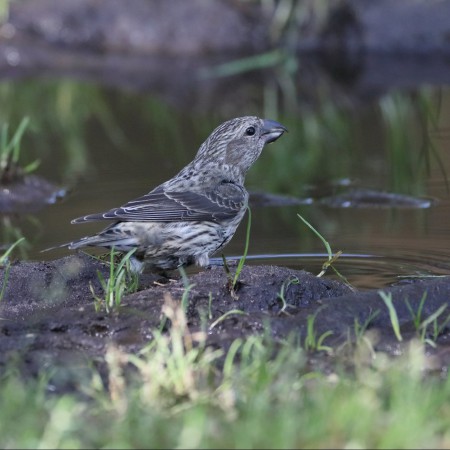 Mindre korsnäbb Foto: Sven-Olof Martinsson