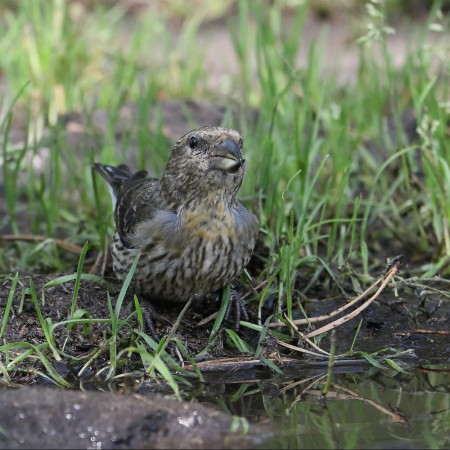 Mindre korsnäbb Foto: Sven-Olof Martinsson