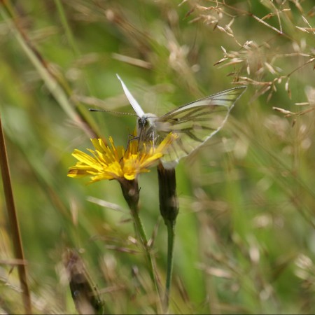 Rapsfjäril Foto: Kerstin Martinsson