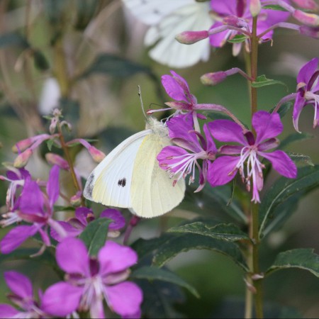 Rovfjäril Foto: Kerstin Martinsson