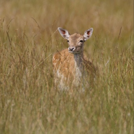 Dovhjort Foto: Kerstin Martinsson
