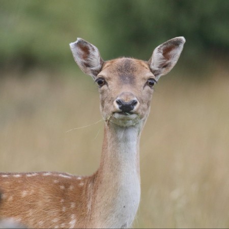 Dovhjort Foto: Kerstin Martinsson
