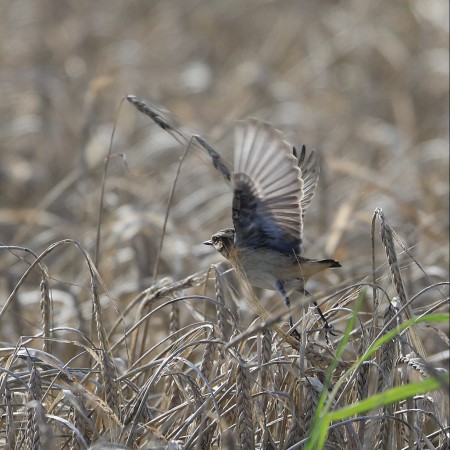 Buskskvätta Foto: Sven-Olof Martinsson