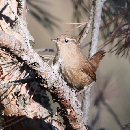Gärdsmyg Foto: Sven-Olof Martinsson
